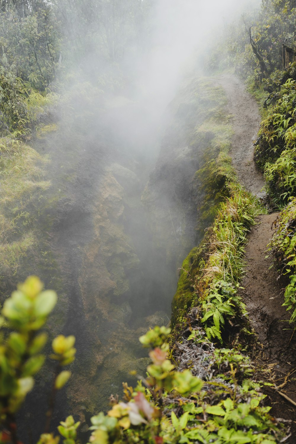 green trees on mountain during daytime