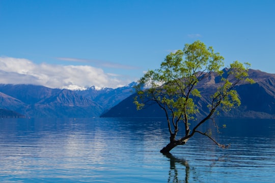 green tree on lake shore during daytime in Wanaka New Zealand