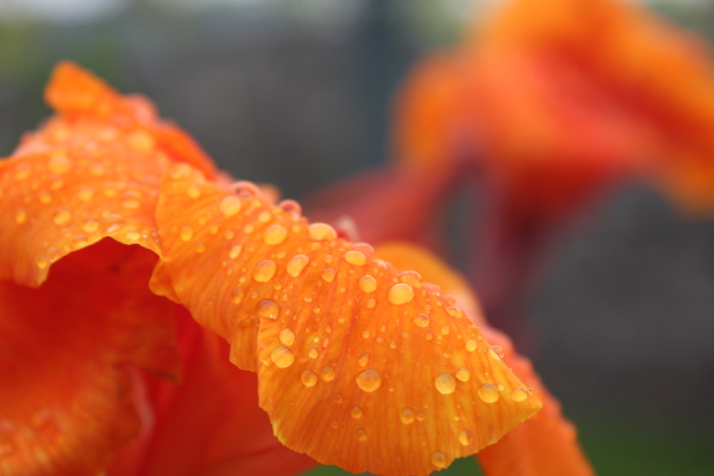 orange flower with water droplets