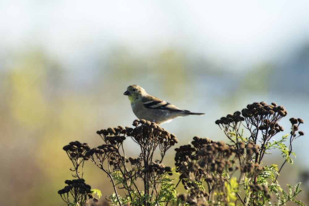 white and brown bird on brown plant