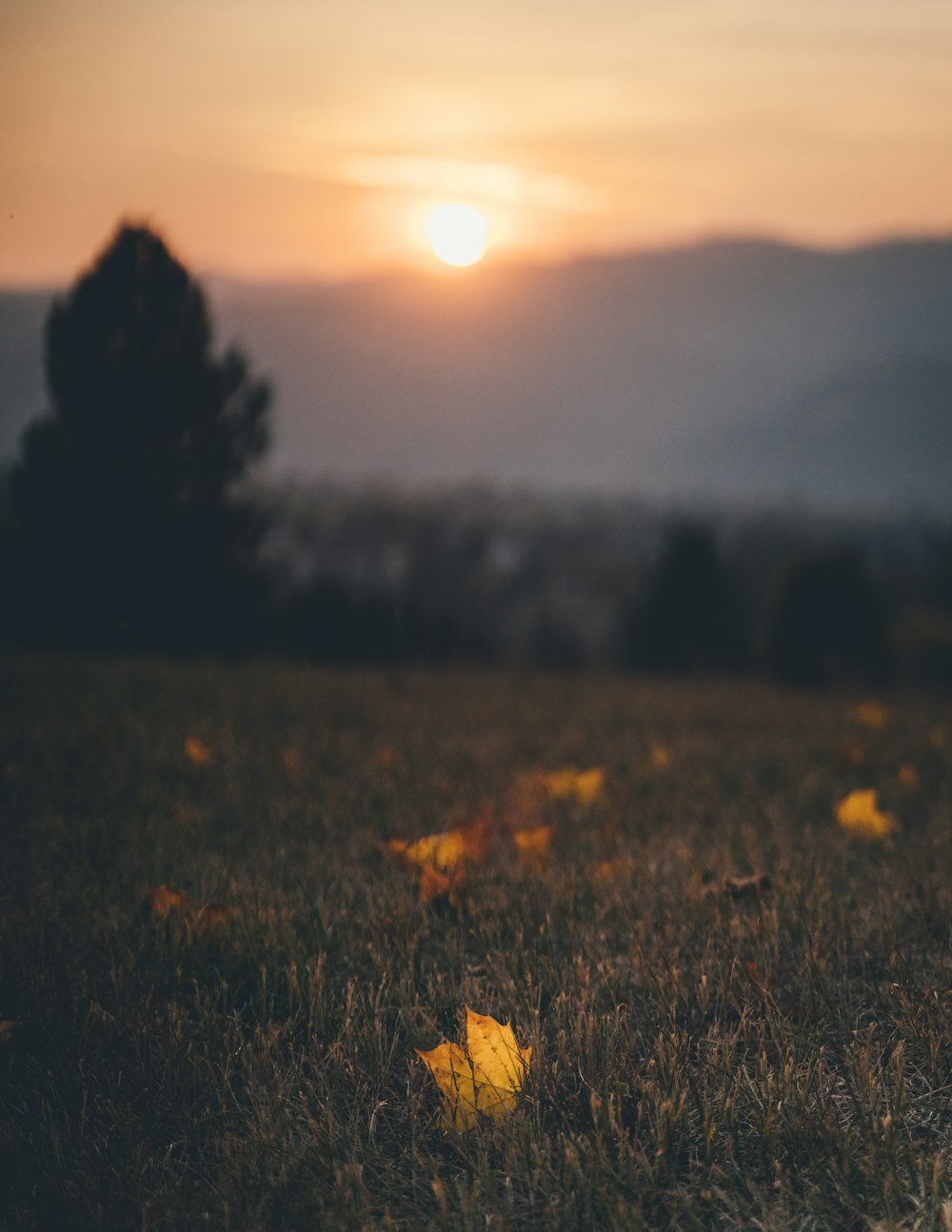 yellow flower on green grass field during daytime