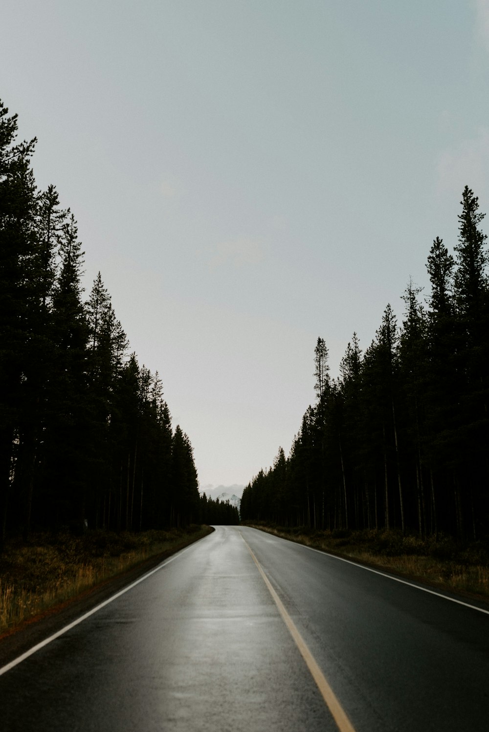 gray asphalt road between green trees during daytime