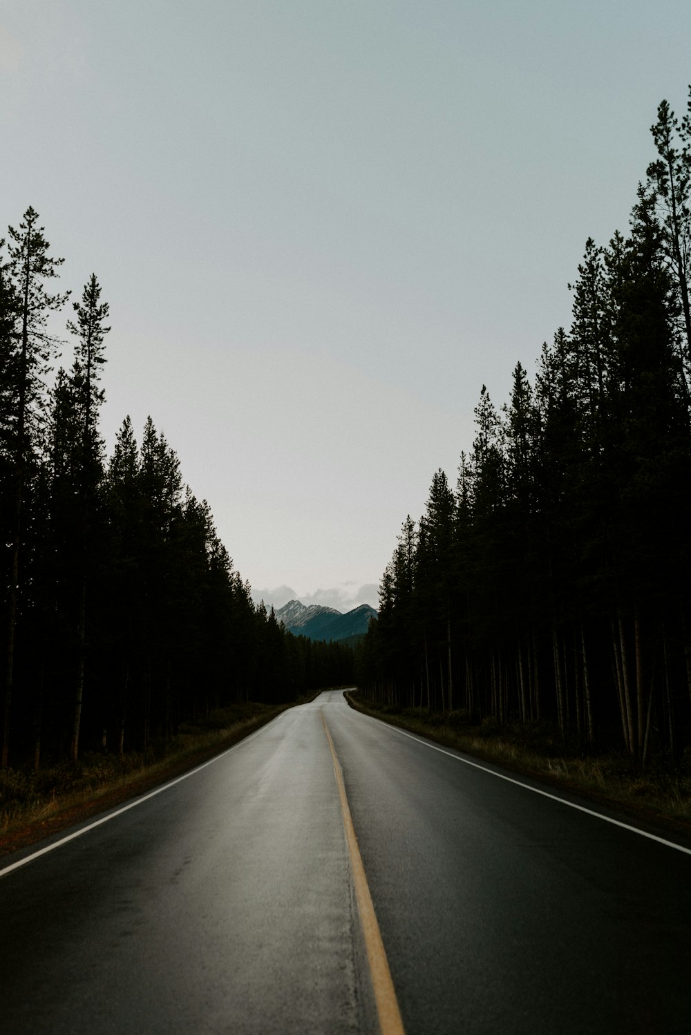 gray asphalt road between green trees during daytime