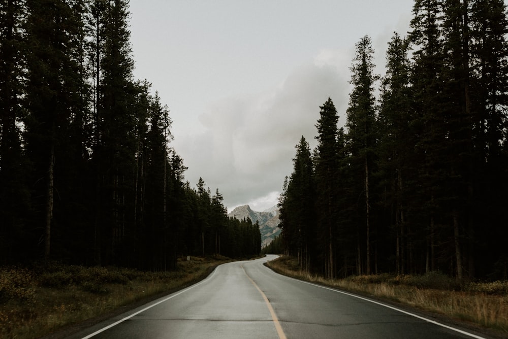 gray concrete road between green trees under white sky during daytime