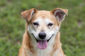 A happy, tan-colored dog with a white snout and a pink tongue sticking out. The fur appears soft and well-groomed, and its ears are perked up, adding to its alert expression. The background consists of a blurred green lawn, emphasizing the central focus on the dog's cheerful demeanor.
