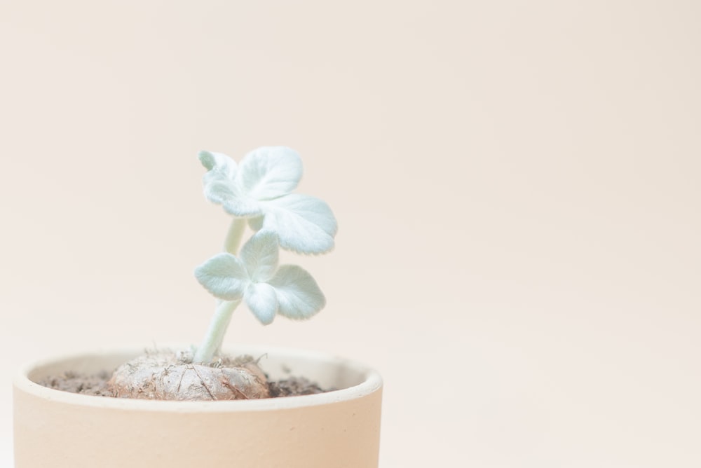 Foto flor blanca en cazuela de barro marrón – Imagen Planta en maceta  gratis en Unsplash