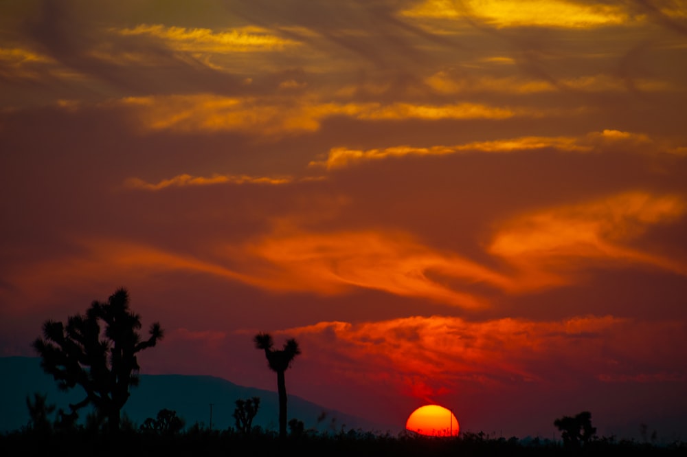 silhouette of trees during sunset