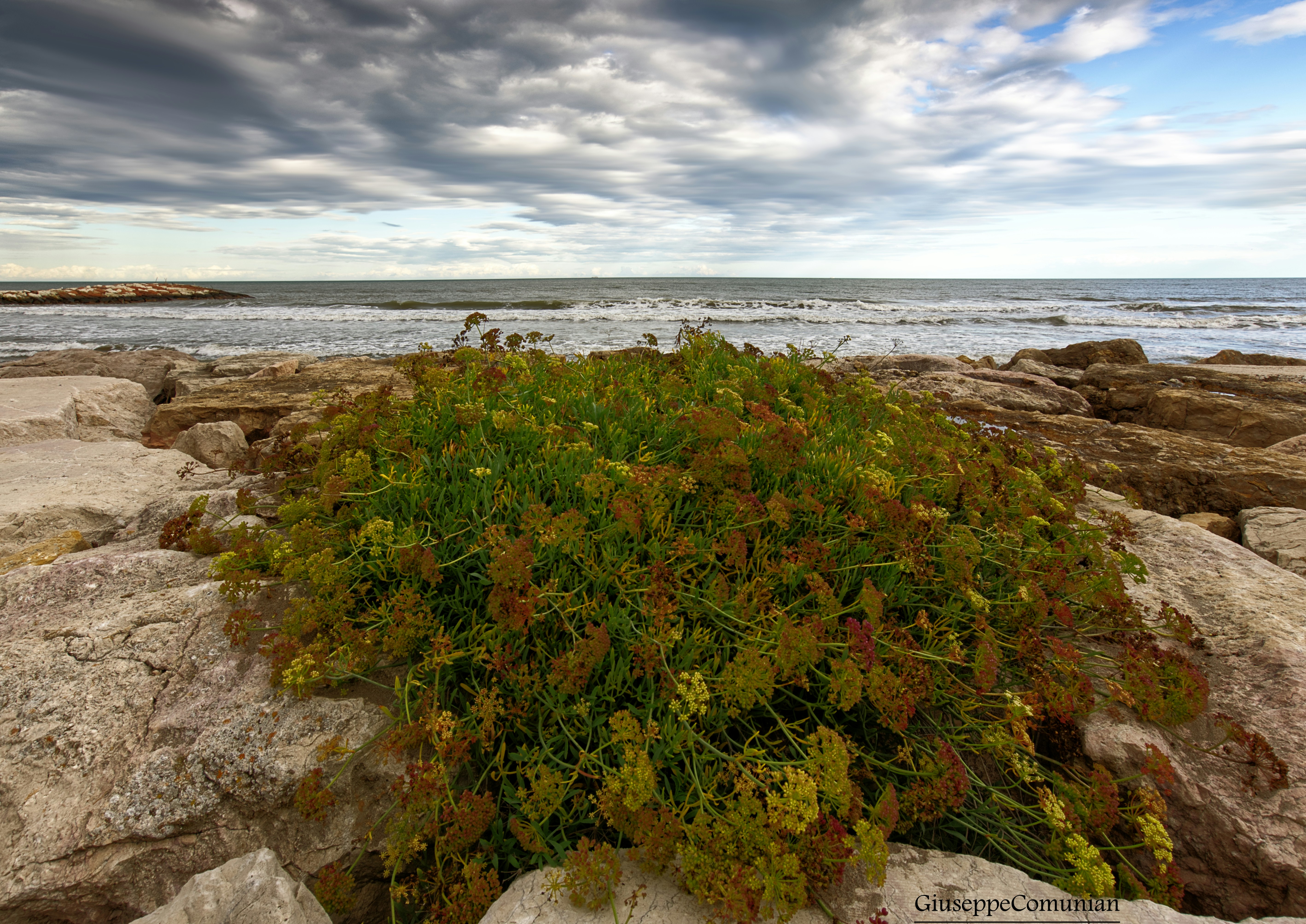 green plant near sea under cloudy sky during daytime