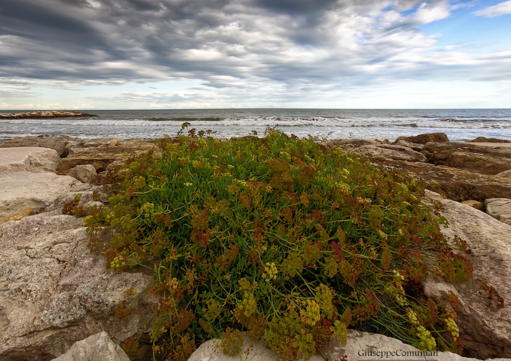 plante verte près de la mer sous un ciel nuageux pendant la journée