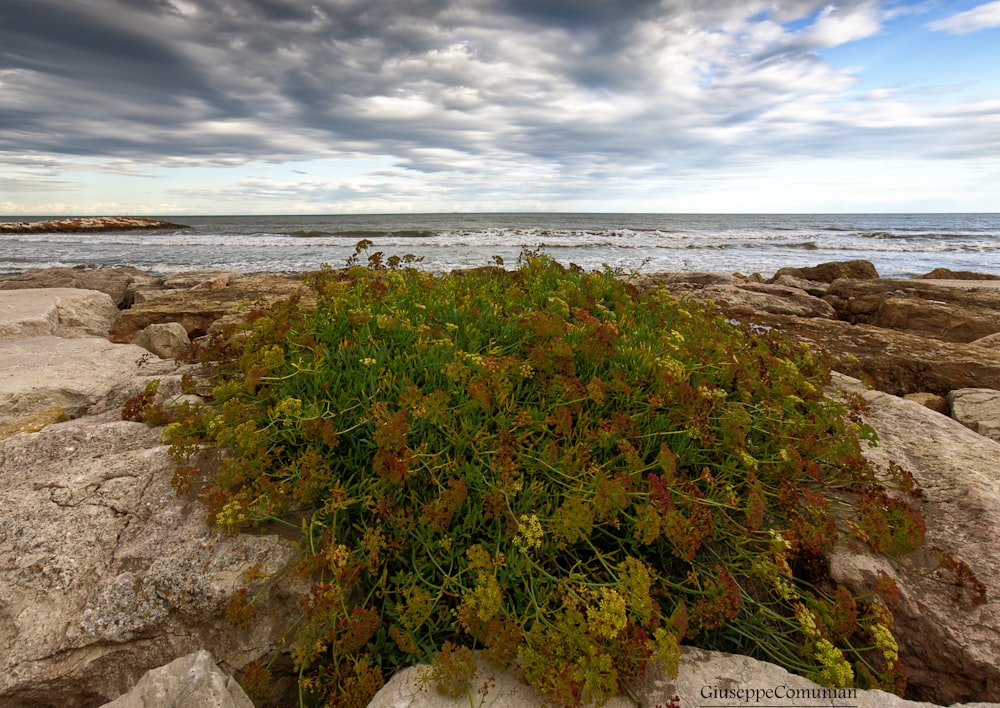 green plant near sea under cloudy sky during daytime