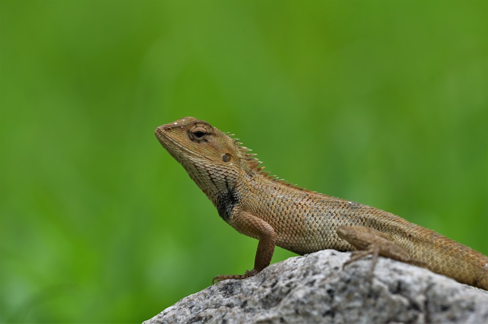 brown bearded dragon on gray rock