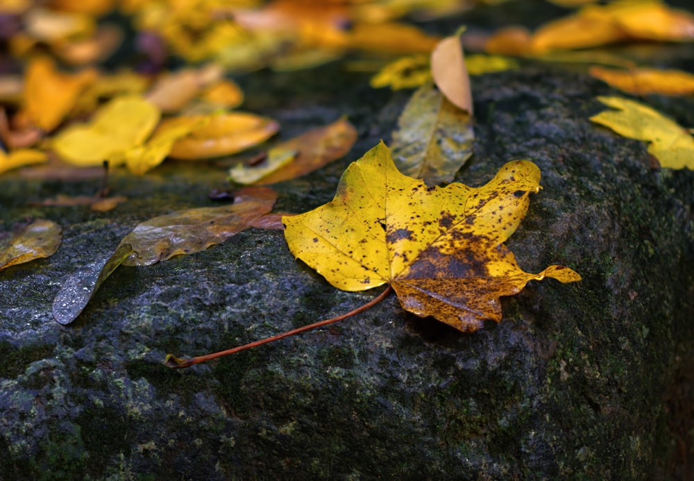 yellow maple leaf on black rock