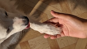 A human hand gently holds a dog's paw on a wooden parquet floor. The dog has white fur and is looking up, showing a moment of connection between the two.