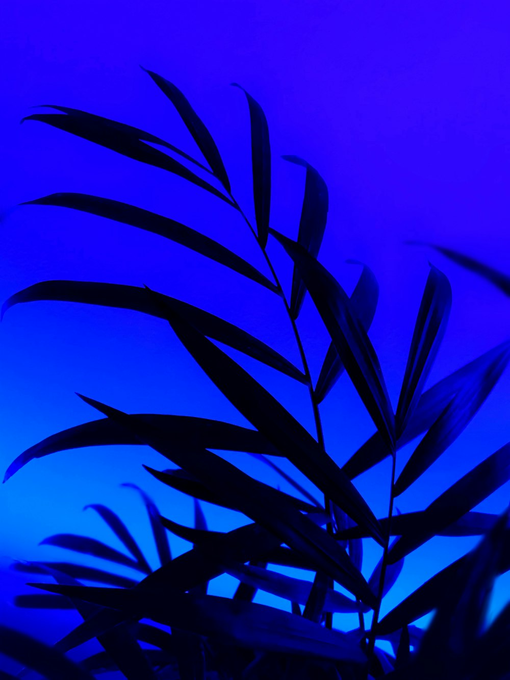 black plant under blue sky