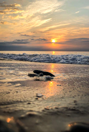 A vibrant photo of a young volunteer releasing a baby turtle into the ocean at sunset.