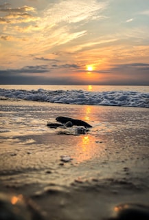 A young sea turtle makes its way across the sandy shore towards the ocean under a vibrant sunset. The sky is filled with hues of orange, yellow, and gold, with clouds casting reflections on the water. The waves gently lap against the beach, creating a serene and peaceful scene.