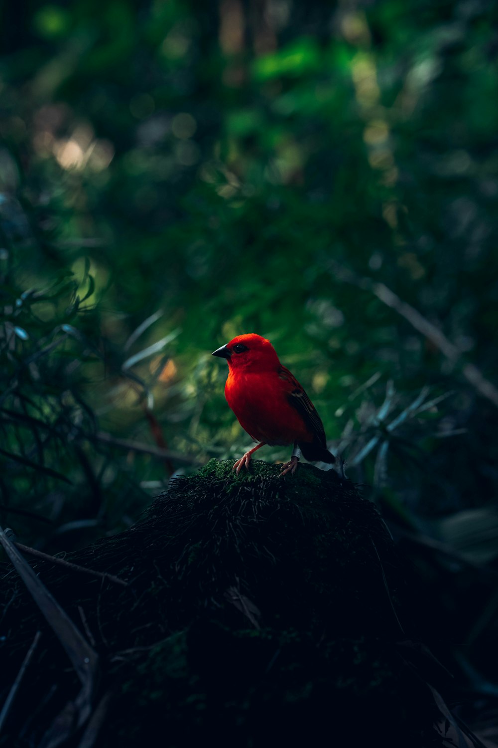 Uccello cardinale rosso sul nido marrone