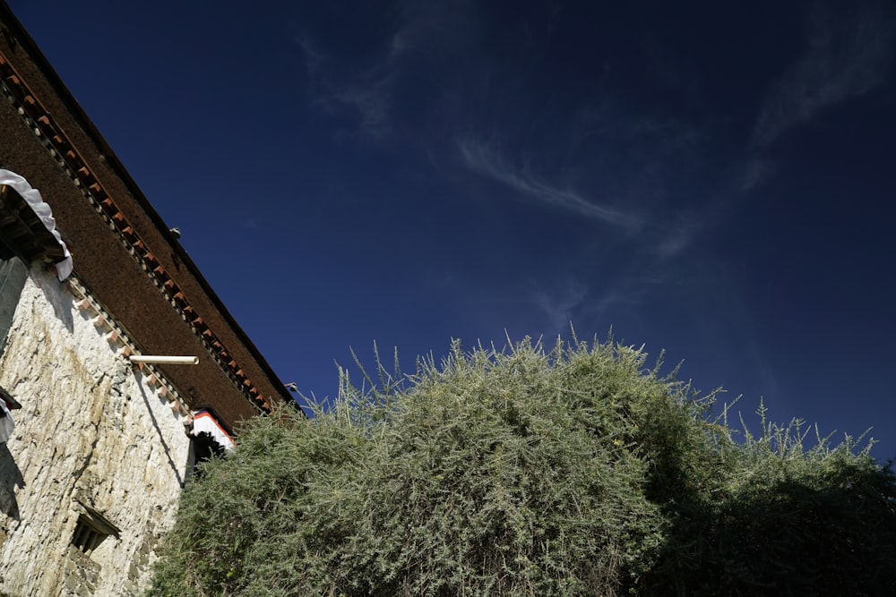 green tree beside brown concrete house under blue sky during daytime