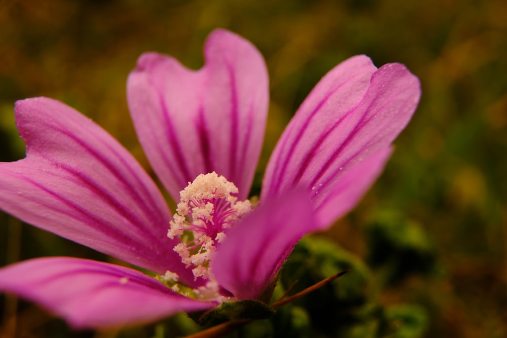 pink flower in tilt shift lens