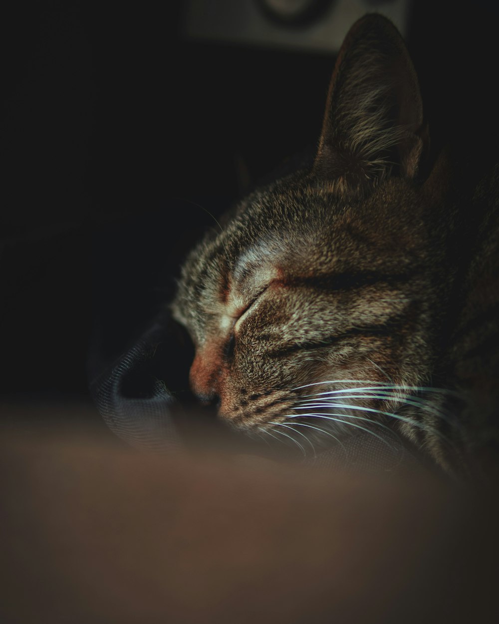 brown tabby cat in black textile