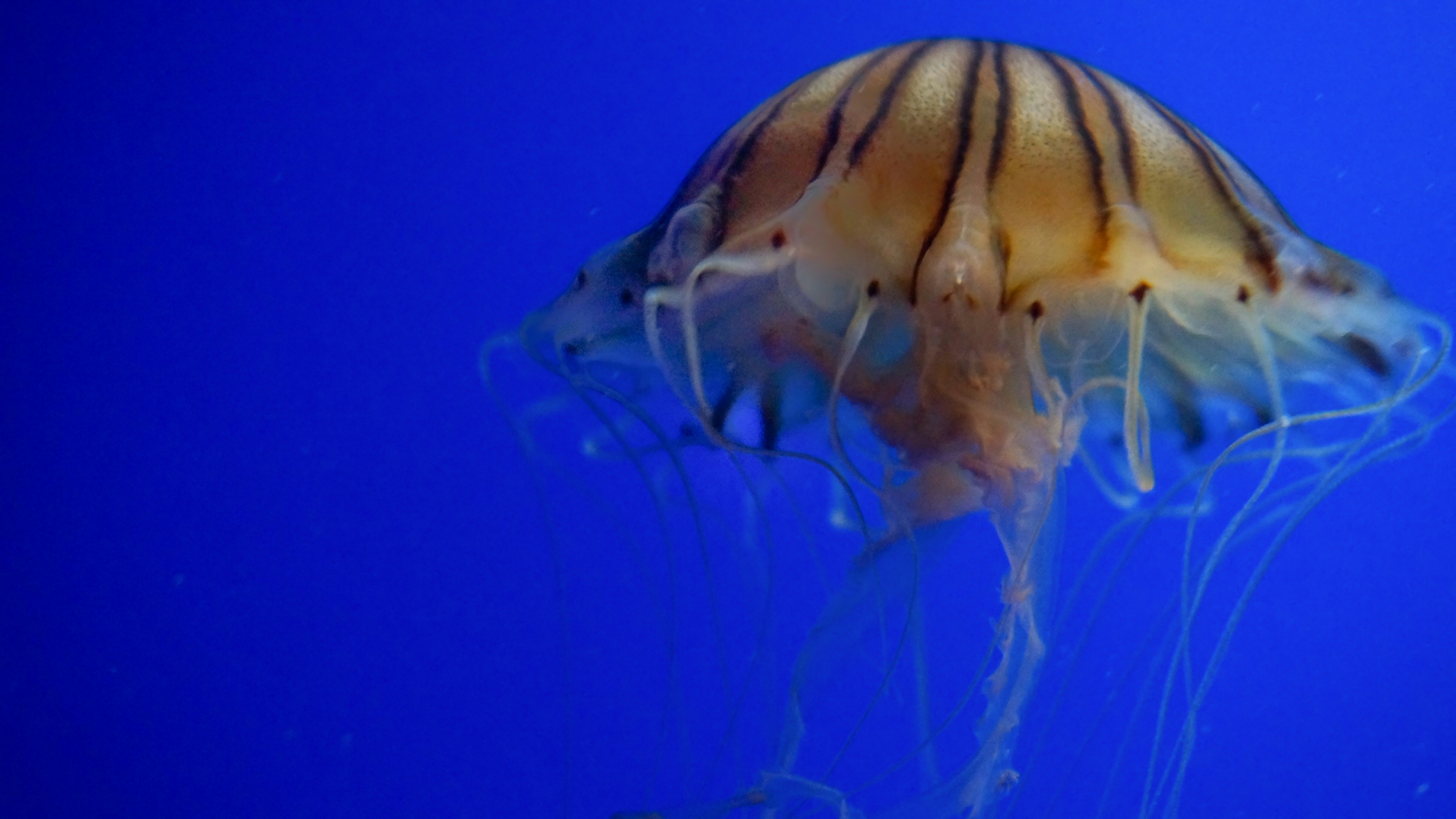 white jellyfish in blue water