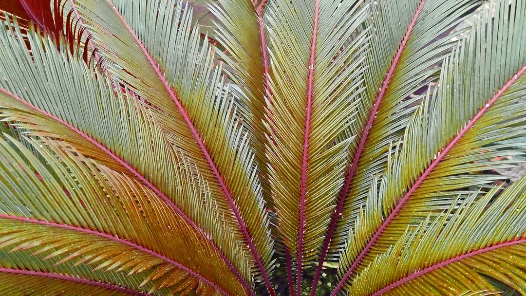 green palm plant during daytime