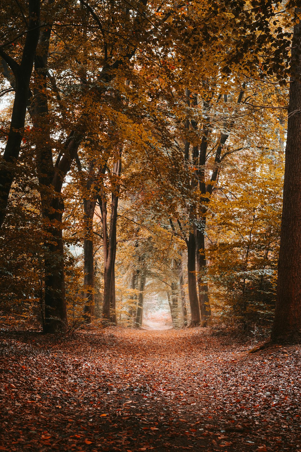 brown and green trees during daytime