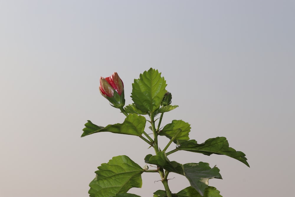 red rose in white background