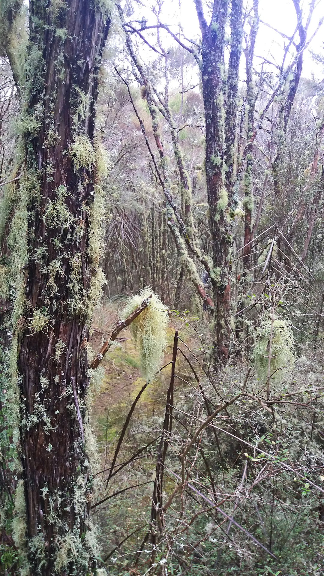 brown tree trunk during daytime