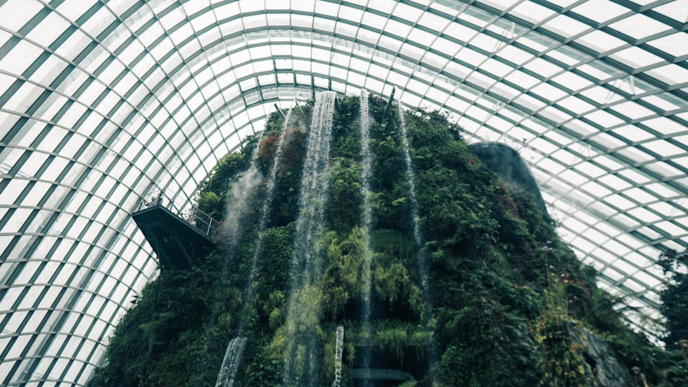 green trees inside a building