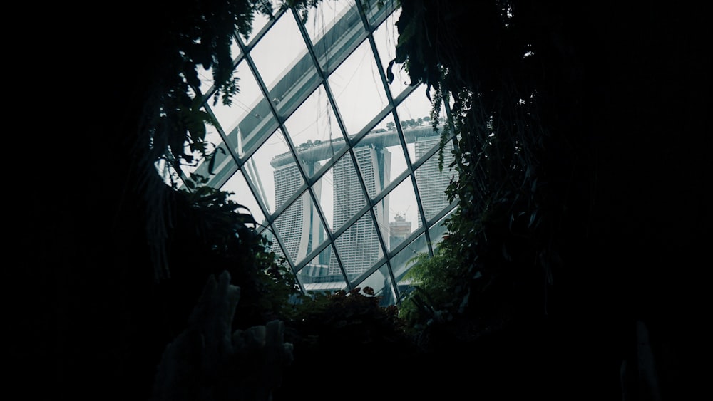 green leaf plants inside greenhouse