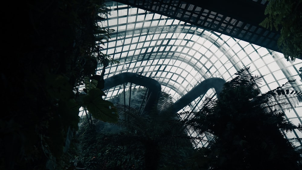 green leaf plants inside greenhouse