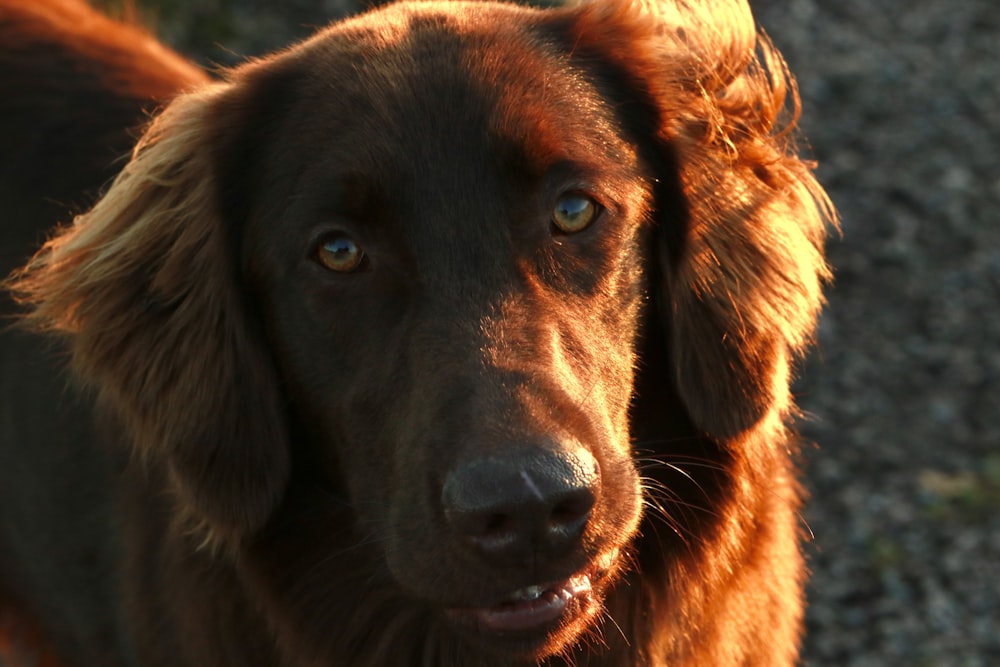 brown short coated dog lying on white textile