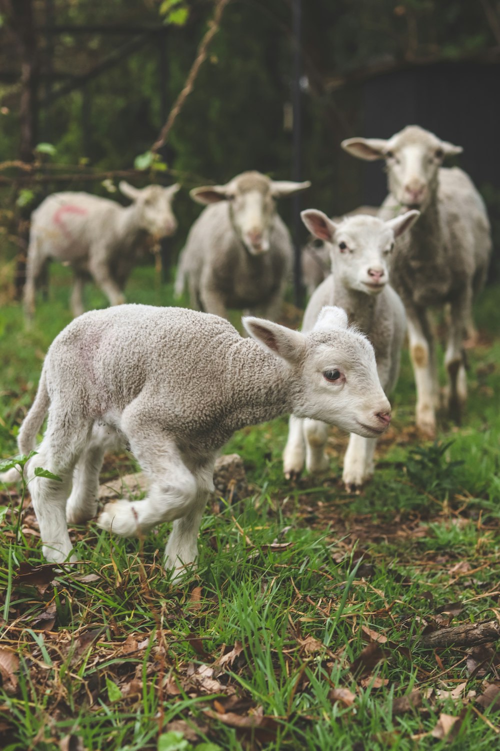 white and gray goats on green grass during daytime