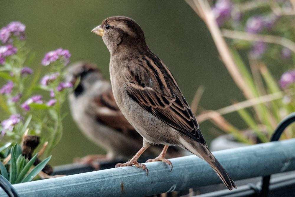 brown bird perched on blue metal bar