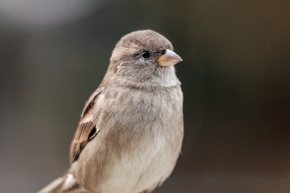 Pájaro marrón en fotografía de primer plano