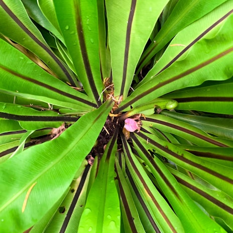 A top-down view of a tropical plant with vibrant green, elongated leaves radiating outward from a central point. The leaves have dark brown veins running through them and water droplets visible on the surface. A small pink flower or bud is nestled among the leaves near the center.