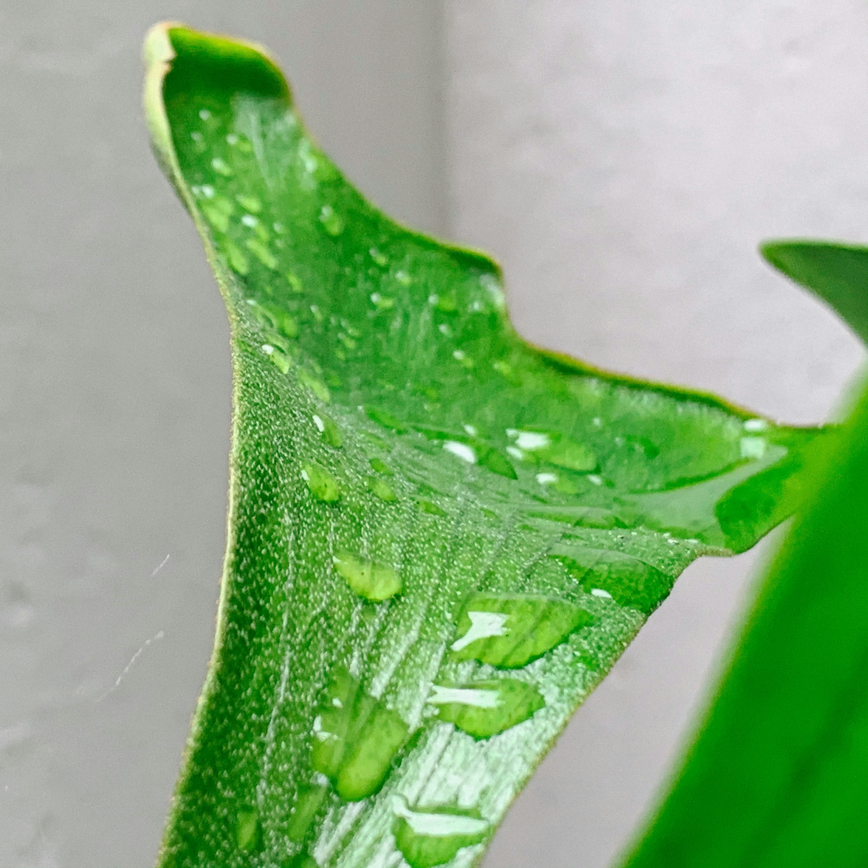 Filtro verde para fotografía circulo cromático