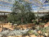 An indoor botanical garden featuring a variety of desert plants and succulents. A large tree and various cacti are surrounded by stone pathways and planters. The space is illuminated by natural light coming through the glass ceiling, creating a bright and airy atmosphere.