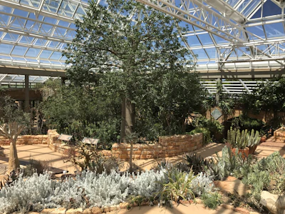 An indoor botanical garden featuring a variety of desert plants and succulents. A large tree and various cacti are surrounded by stone pathways and planters. The space is illuminated by natural light coming through the glass ceiling, creating a bright and airy atmosphere.
