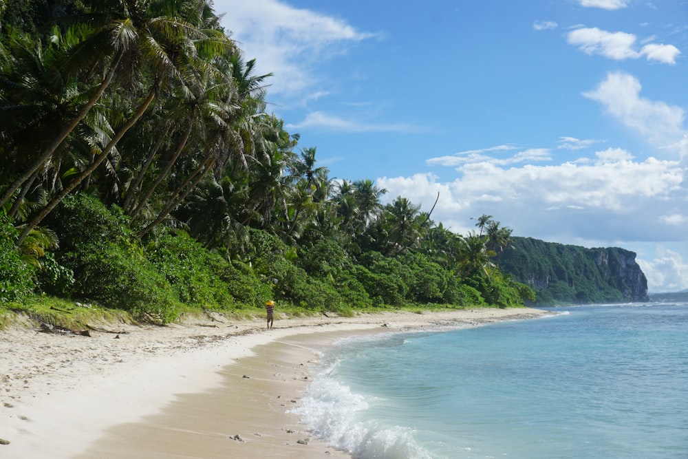 people on beach during daytime