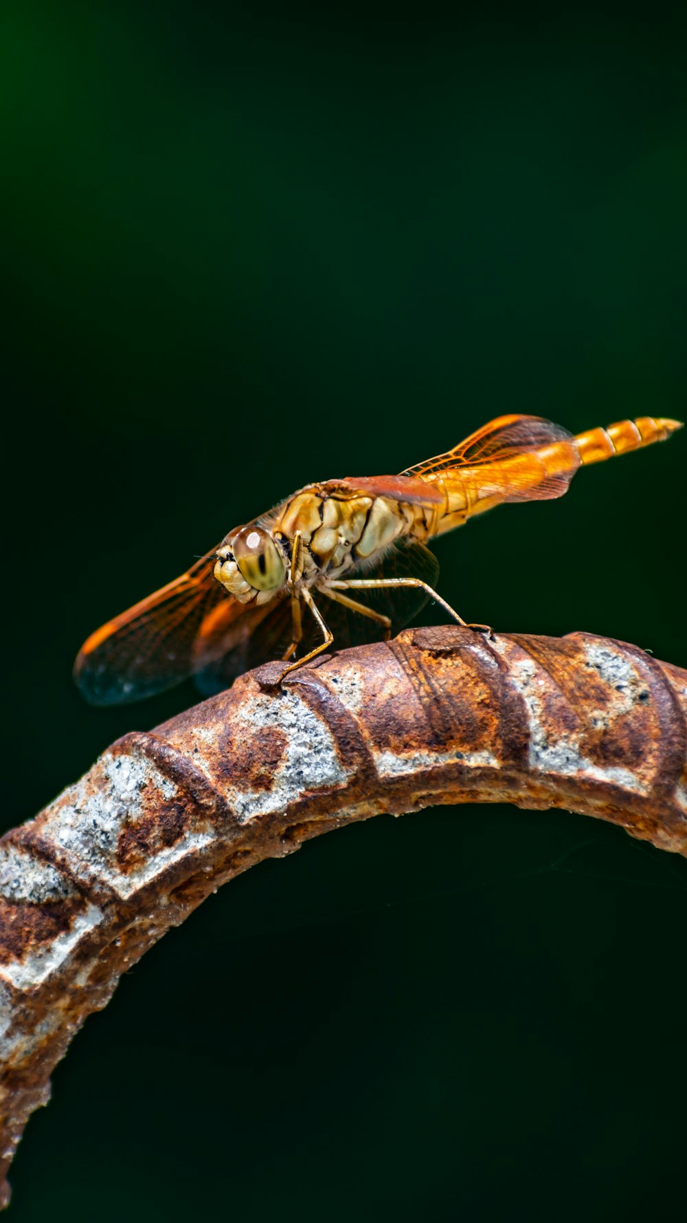 brown and black dragonfly on brown wooden stick