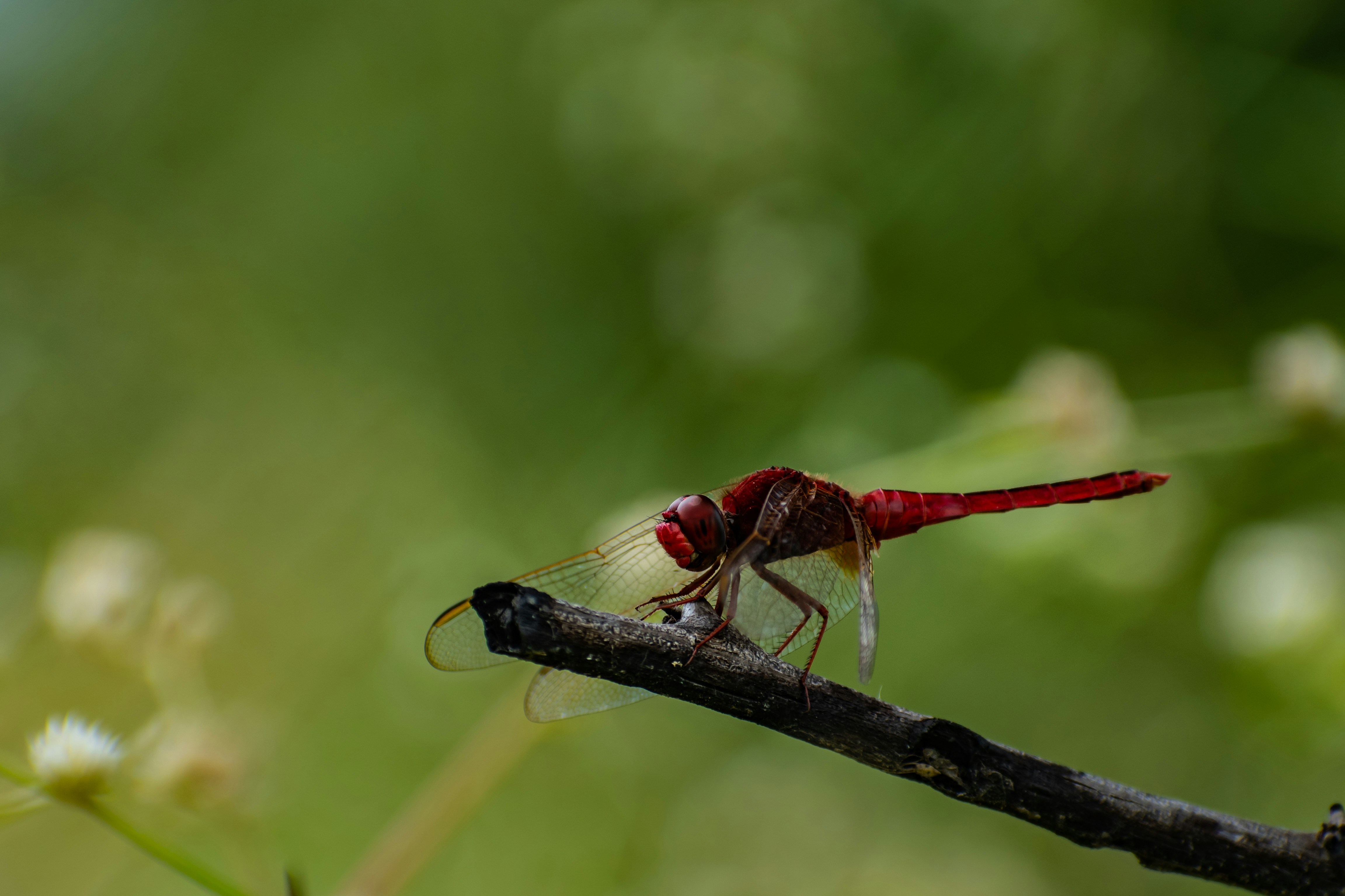 Photo by nikhilsingh291