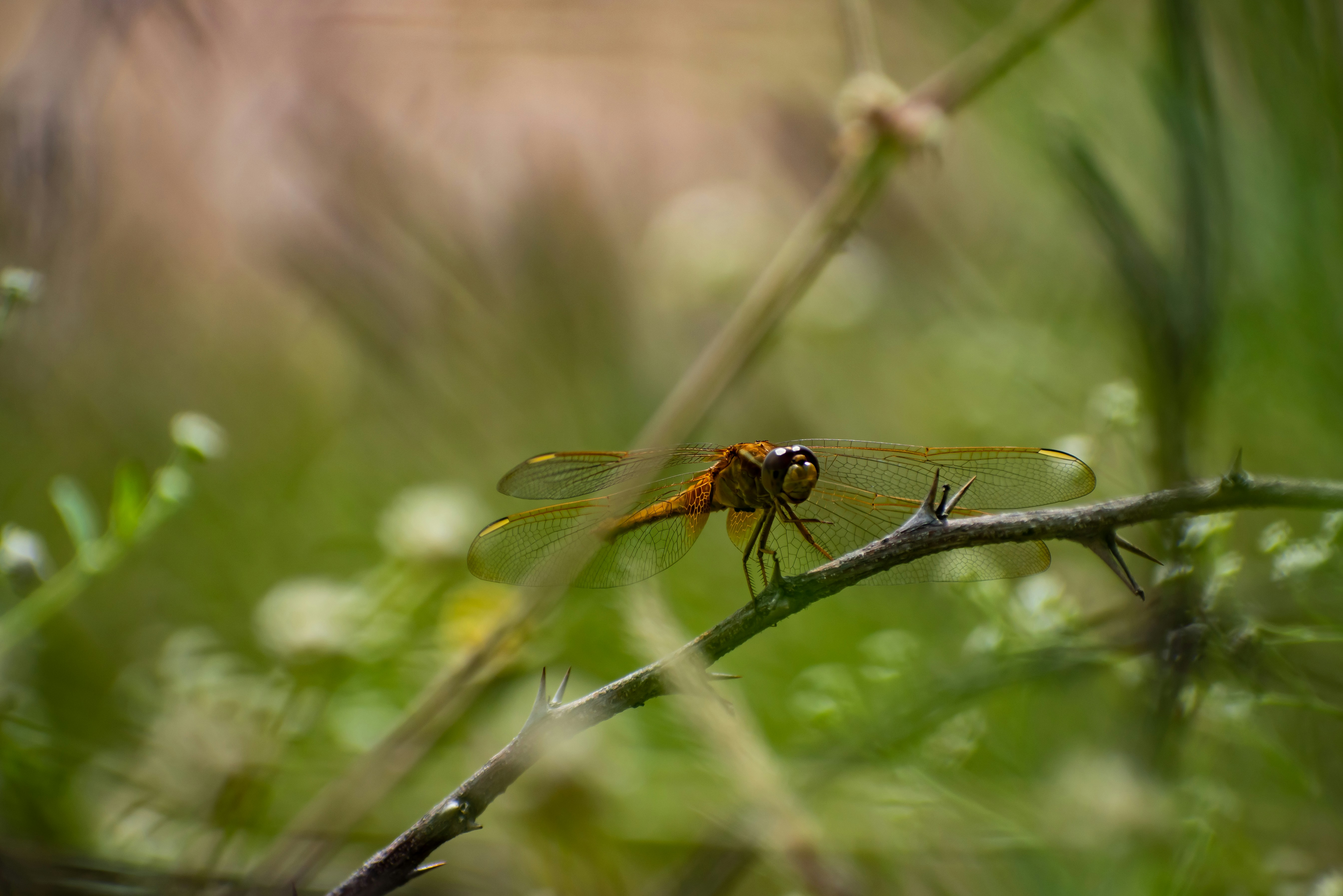 Photo by nikhilsingh291