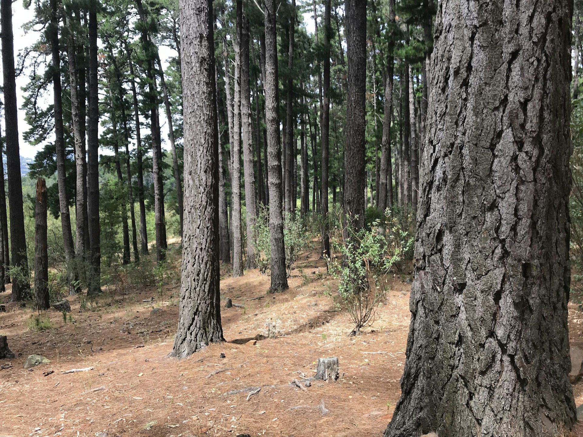 brown tree trunk during daytime
