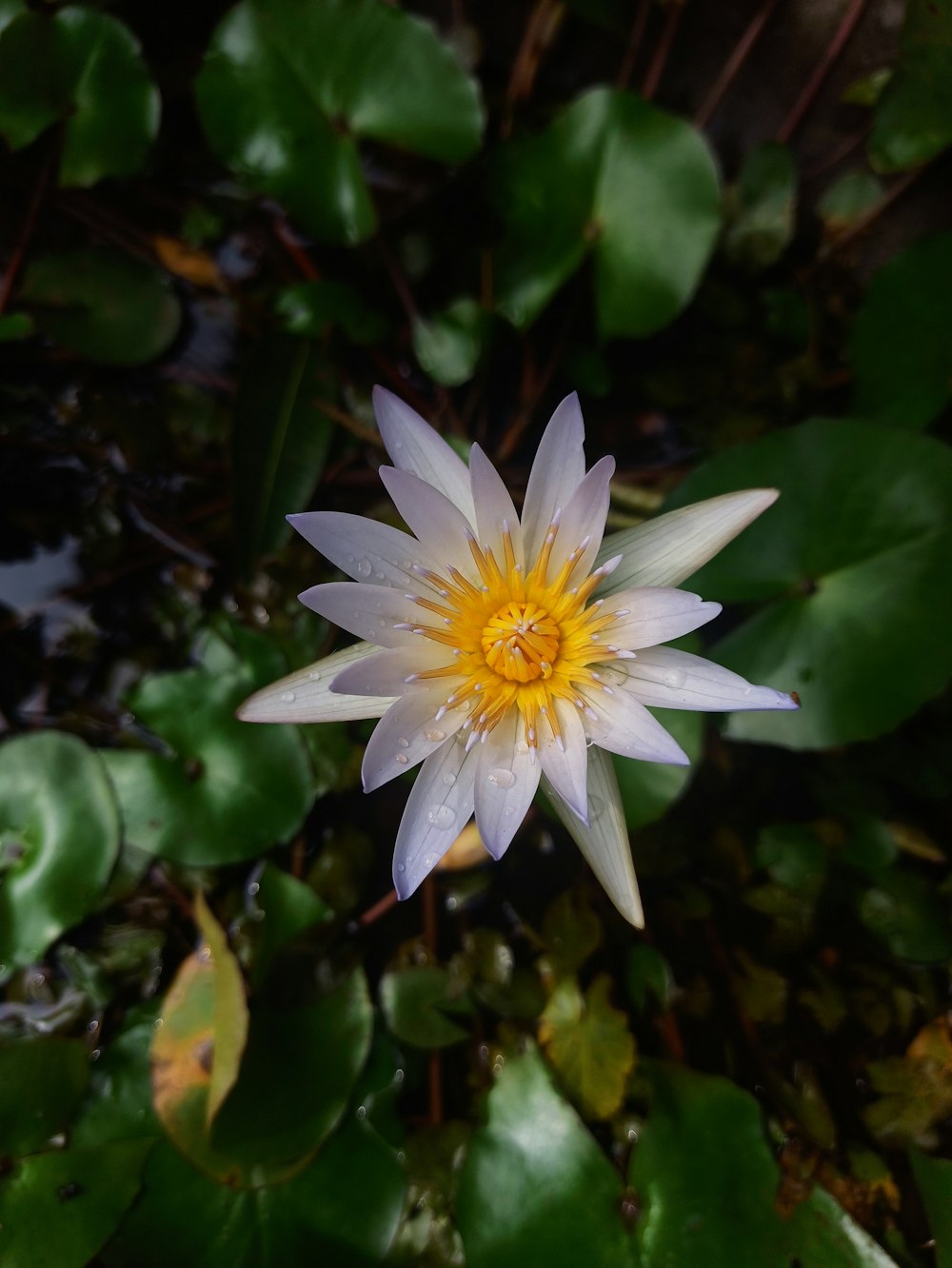 white and yellow flower in bloom