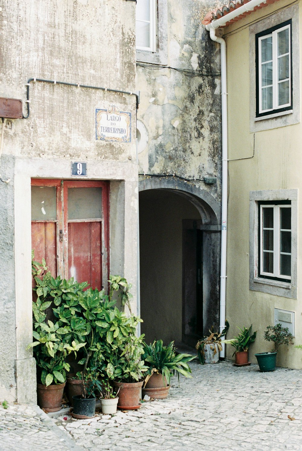 green plant in front of brown wooden door