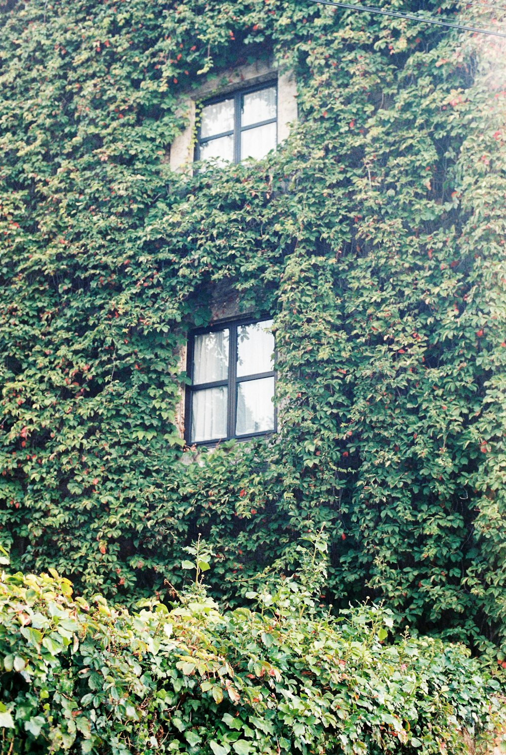 green trees beside white wooden window