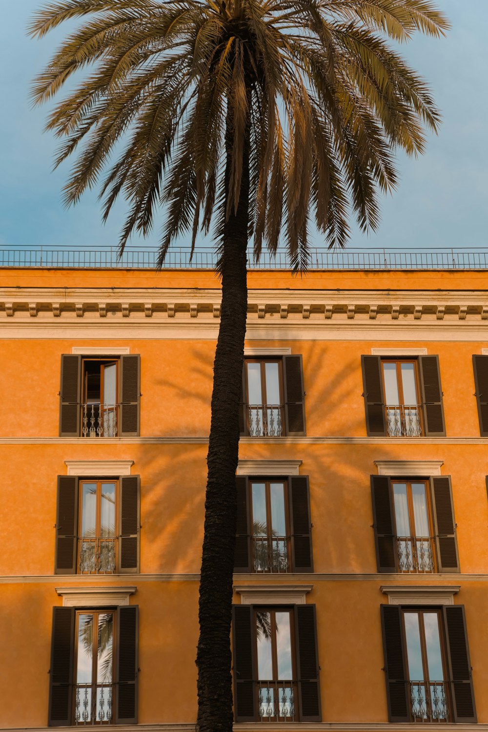 palm tree near brown concrete building