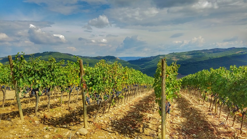 grüne und braune Pflanzen auf braunem Boden unter weißen Wolken und blauem Himmel tagsüber